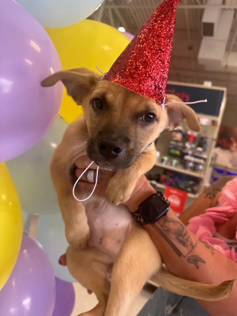 Wrangler, Adoptable, Young Male Black Mouth Cur & Labrador Retriever.