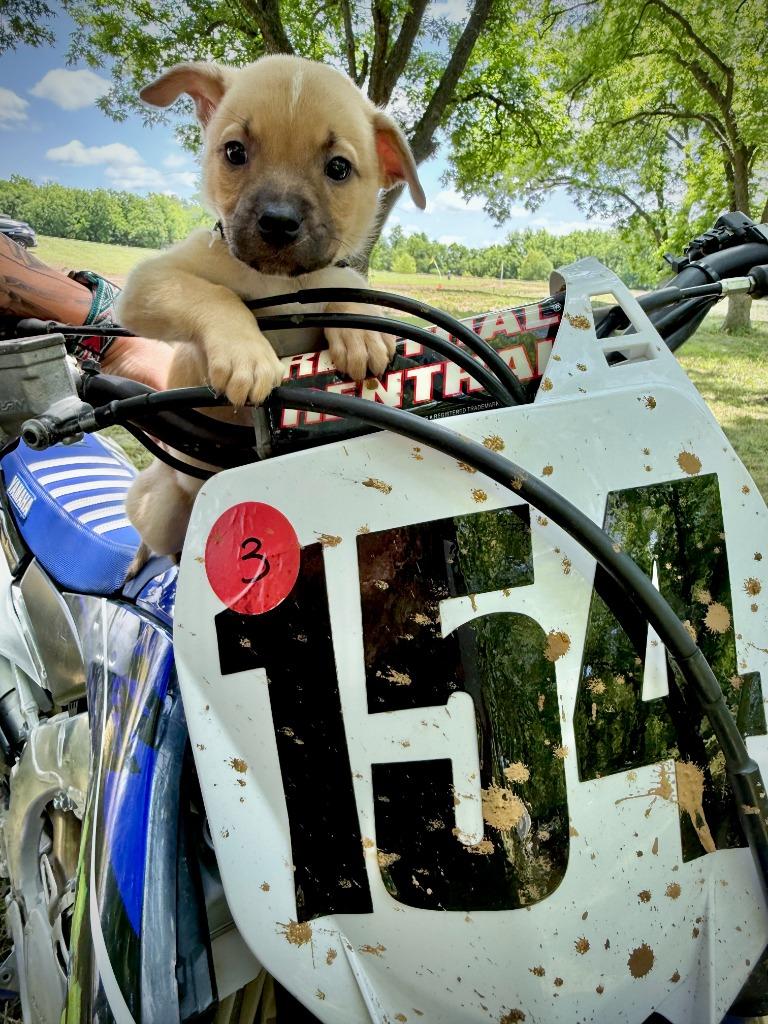 Wrangler, a Adoptable mixed breed in Mustang, OK image 2/3