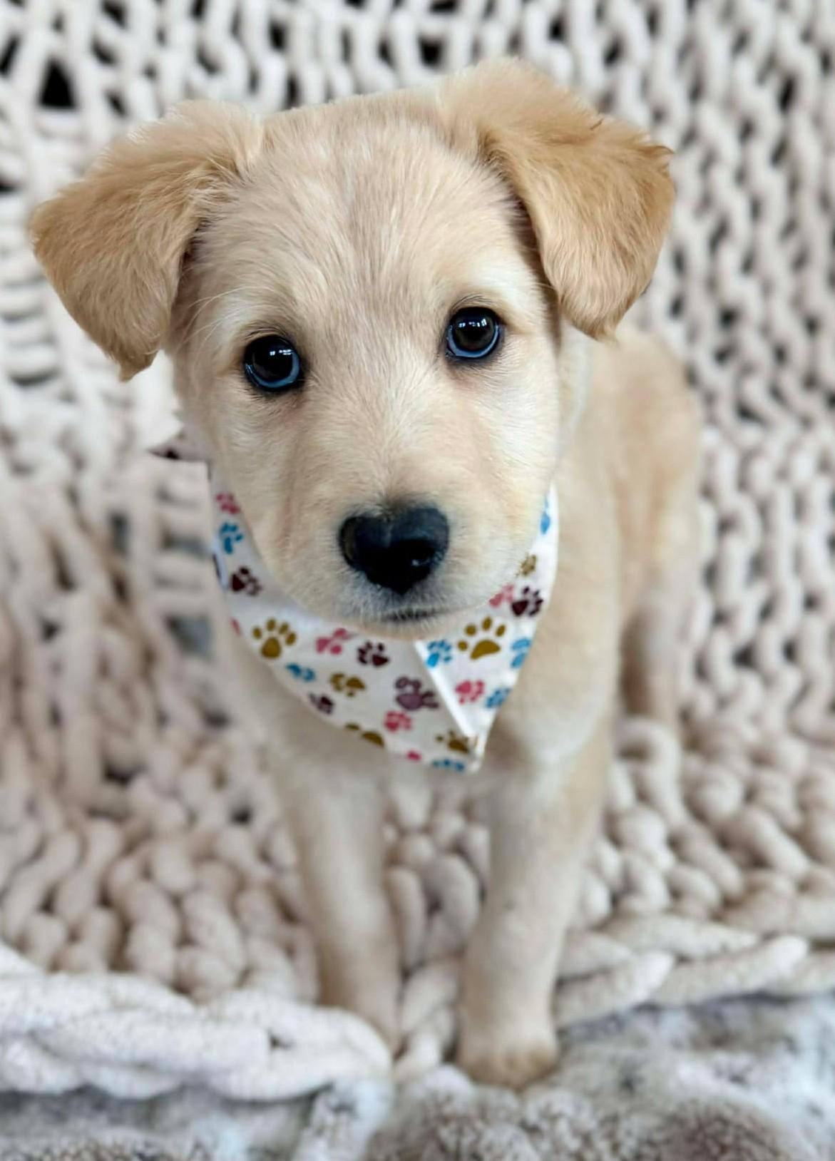 Enlarge Donald Pup , a ADOPTABLE mixed breed in Kiowa, OK image 2/6