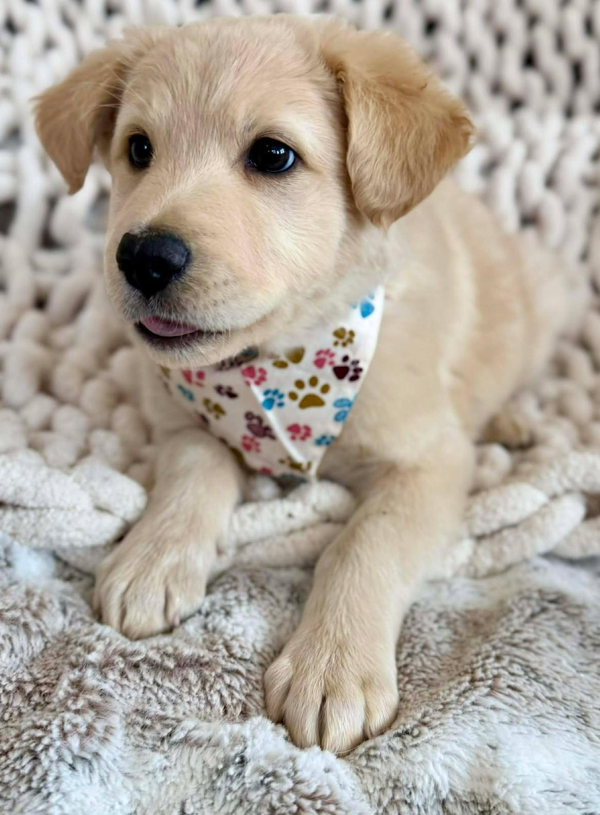 Enlarge Donald Pup , a ADOPTABLE mixed breed in Kiowa, OK image 3/6