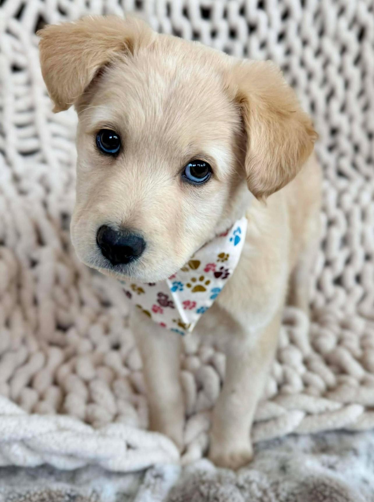 Enlarge Donald Pup , a ADOPTABLE mixed breed in Kiowa, OK image 5/6