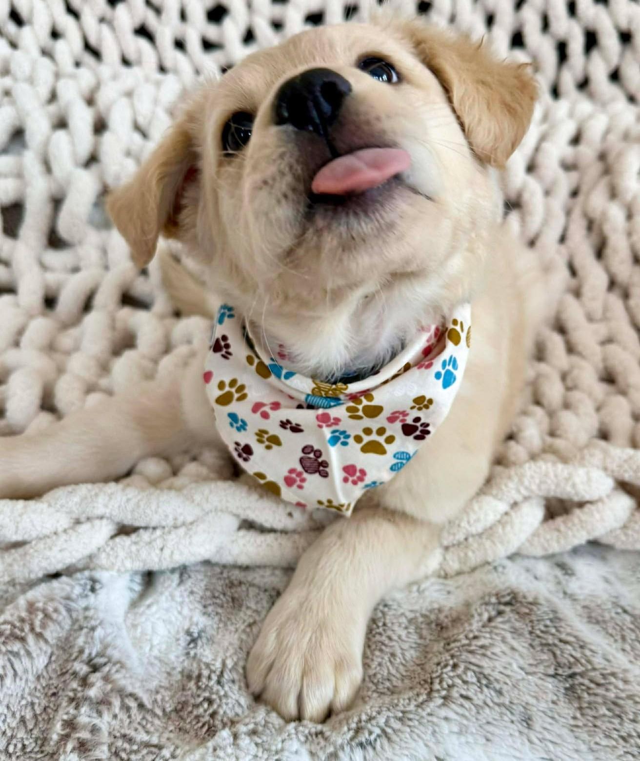 Enlarge Donald Pup , a ADOPTABLE mixed breed in Kiowa, OK image 6/6