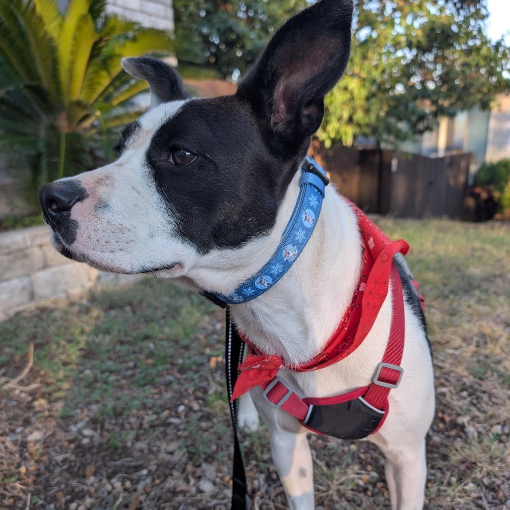 Elizabeth Taylor — thumbnail 3