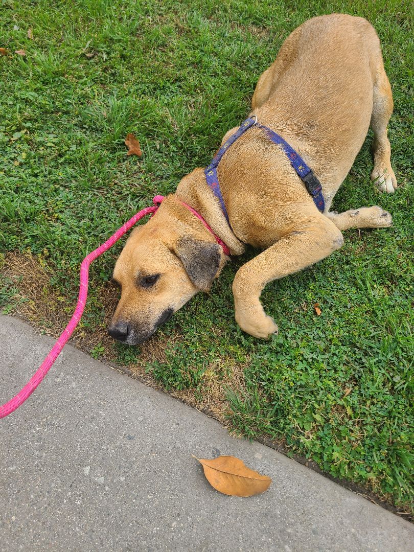 Enlarge Mia , a Adoptable mixed breed in Los Angeles, CA image 1/6