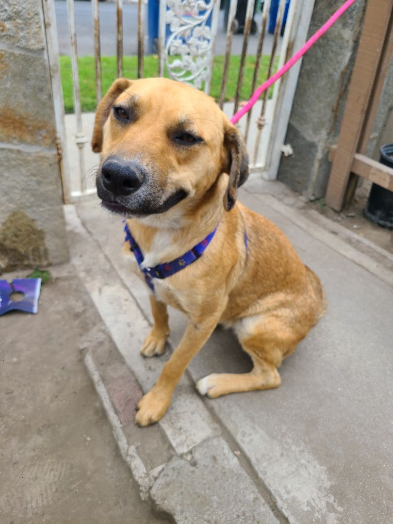 Enlarge Mia , a Adoptable mixed breed in Los Angeles, CA image 3/6