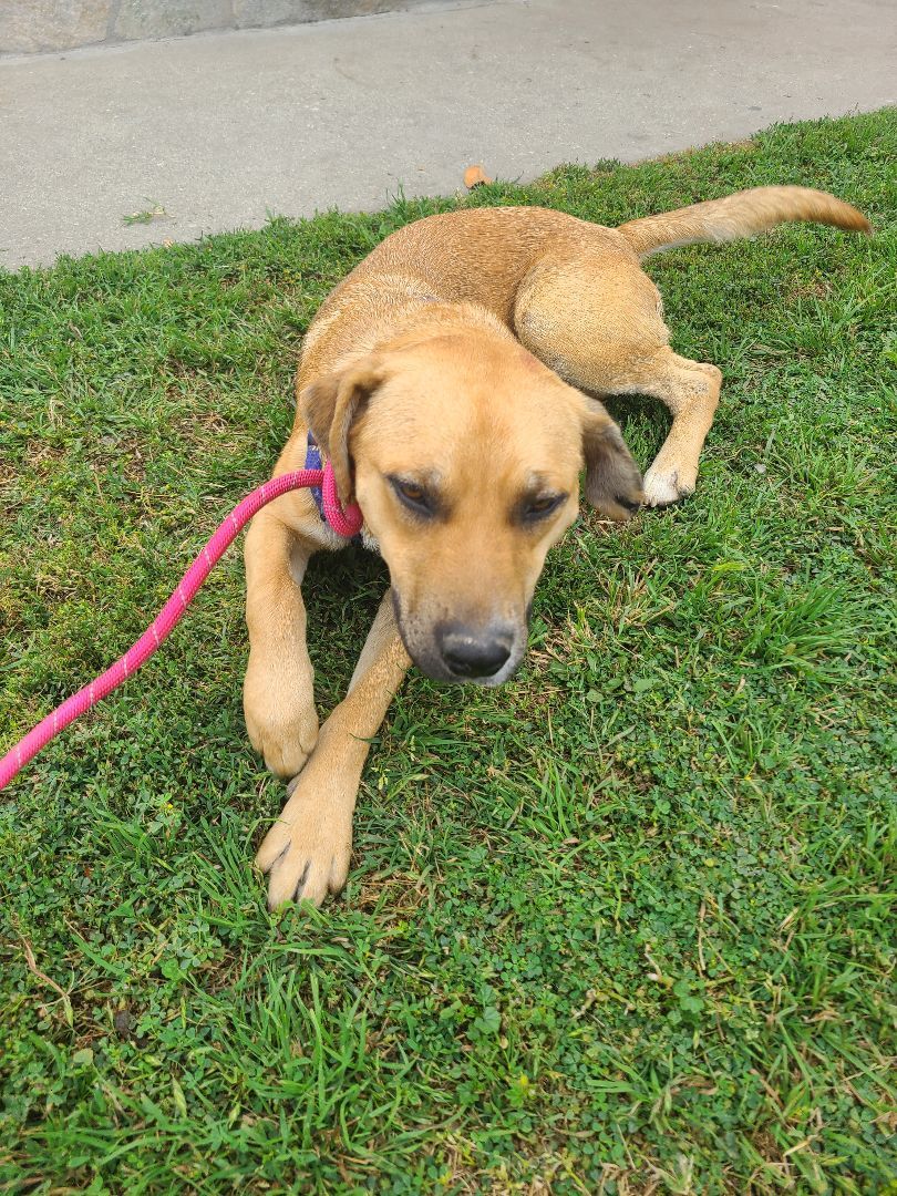 Enlarge Mia , a Adoptable mixed breed in Los Angeles, CA image 4/6