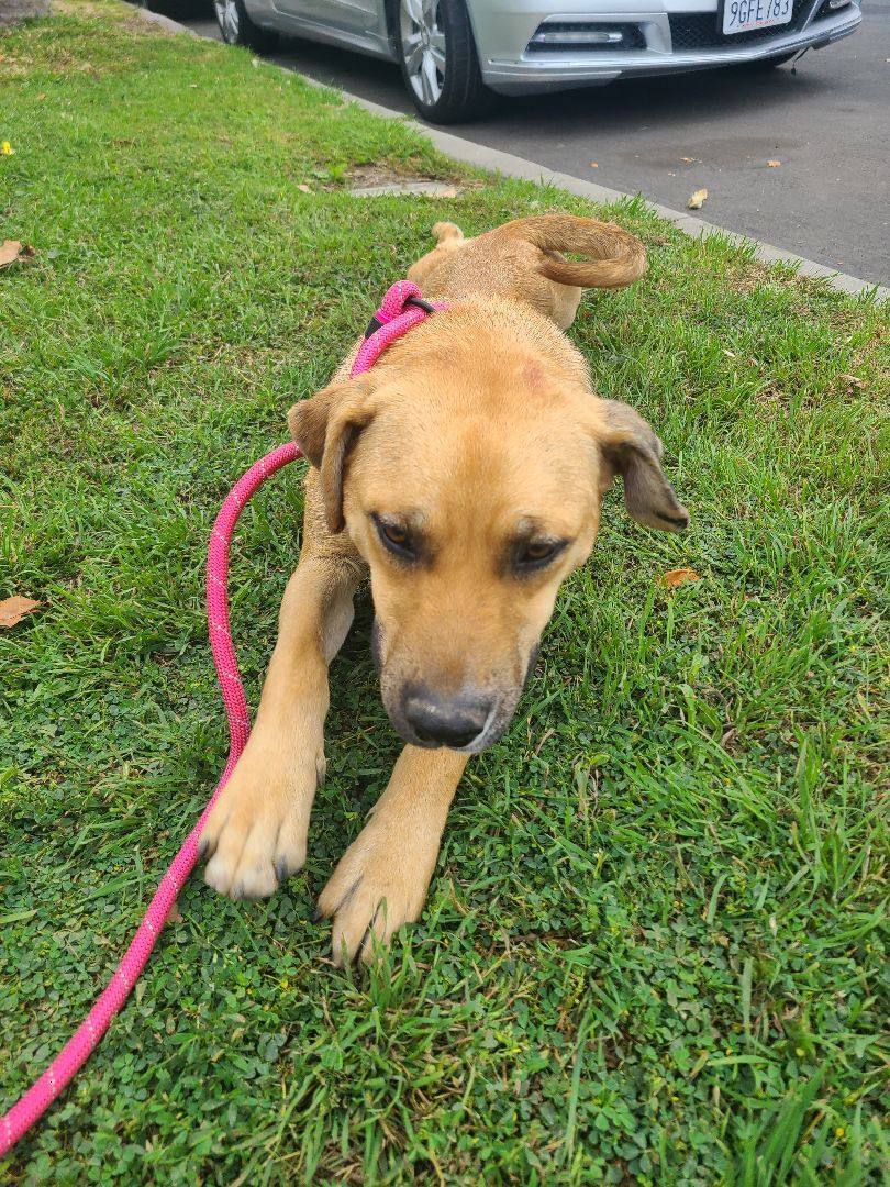 Enlarge Mia , a Adoptable mixed breed in Los Angeles, CA image 5/6