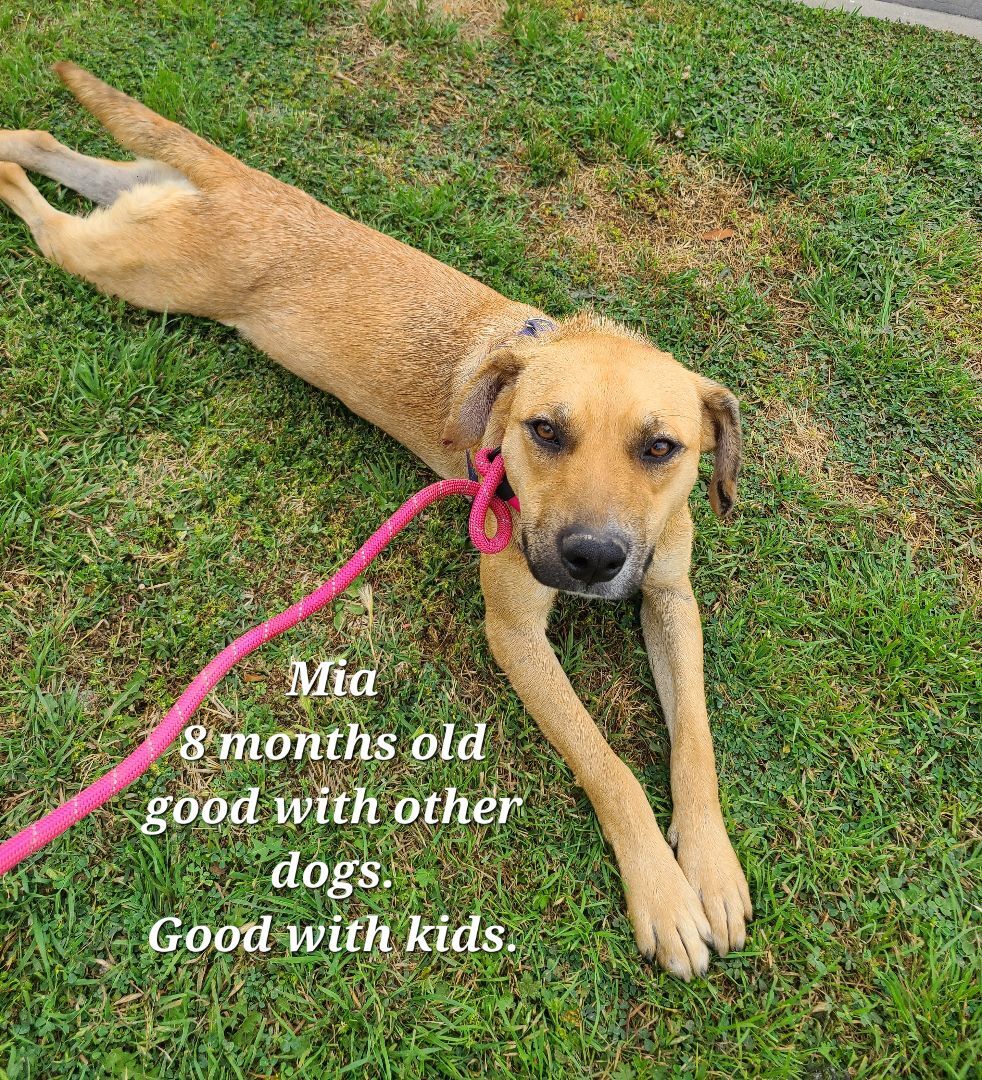 Enlarge Mia , a Adoptable mixed breed in Los Angeles, CA image 6/6