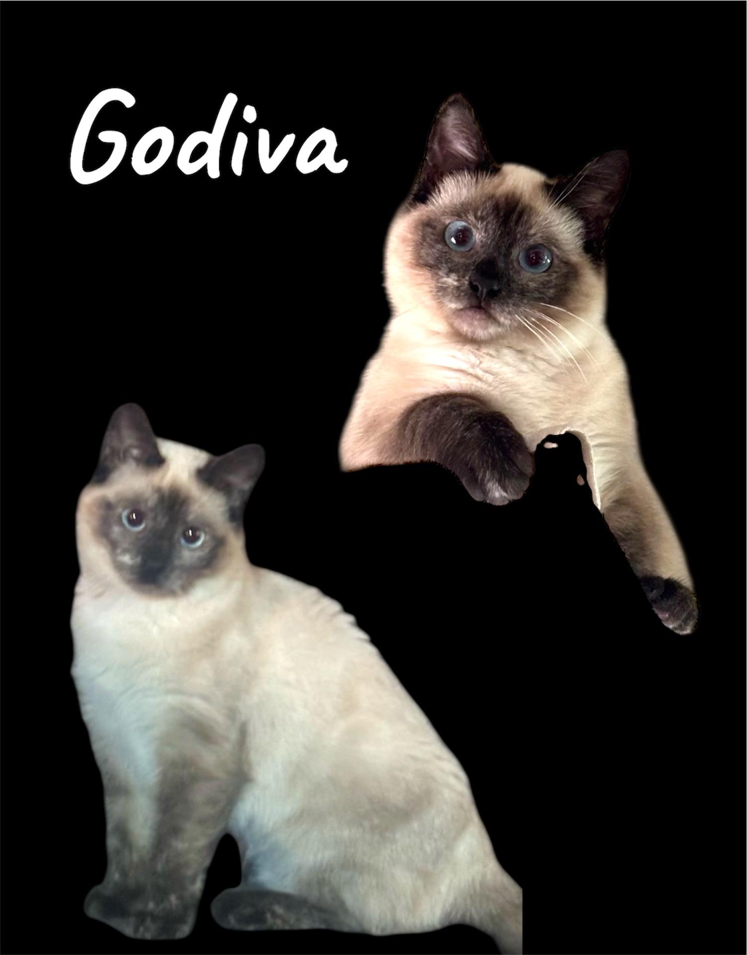 Enlarge Godiva, a ADOPTABLE Domestic Short Hair in Auburn, CA image 2/2