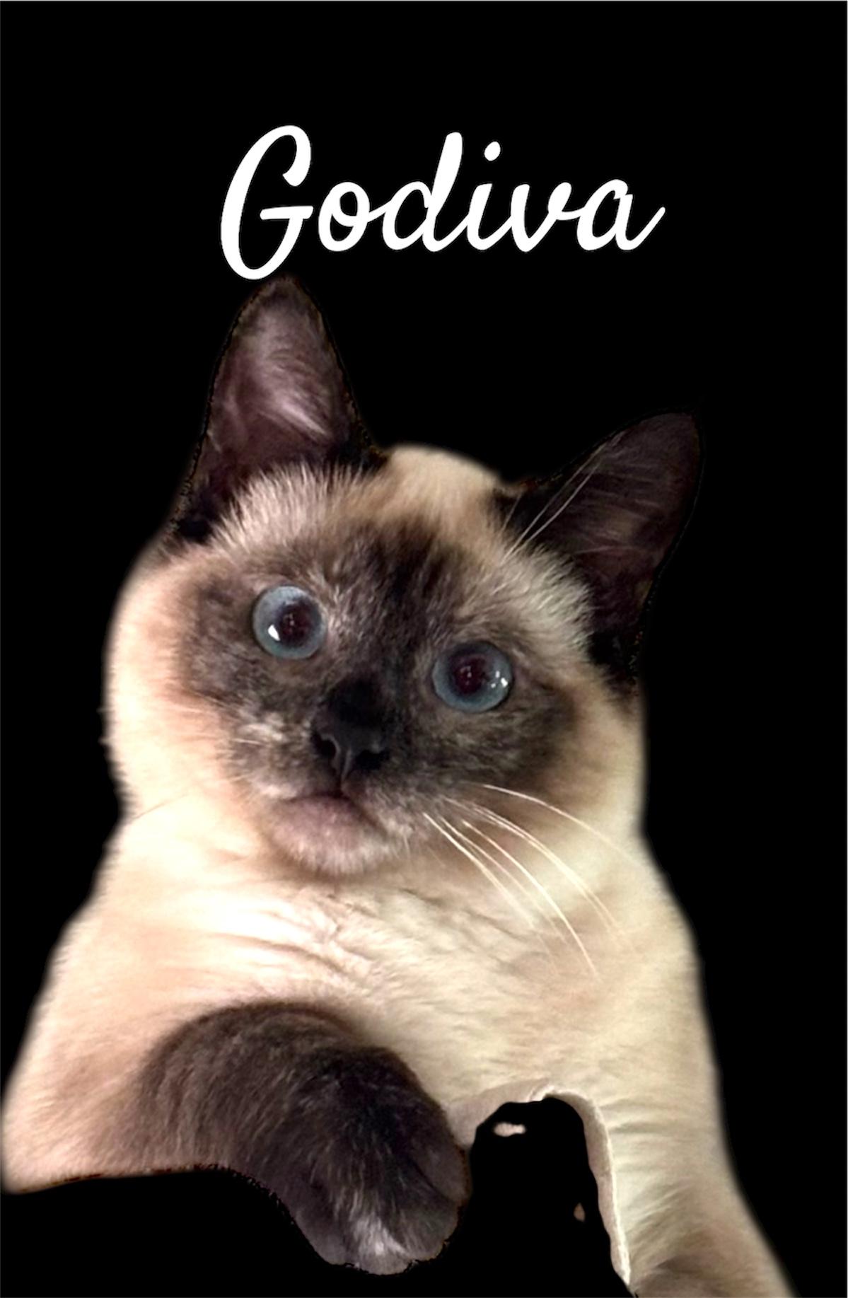 Enlarge Godiva, a ADOPTABLE Domestic Short Hair in Auburn, CA image 1/2