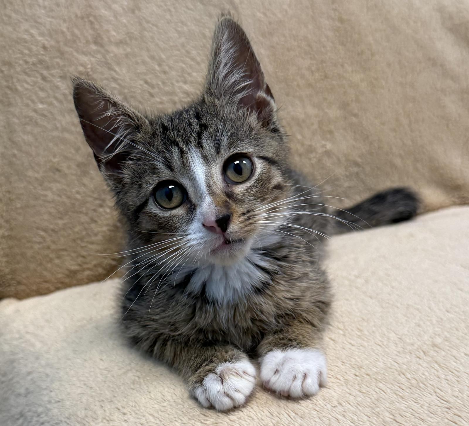 Everest, Adoptable, Kitten Male Tabby.