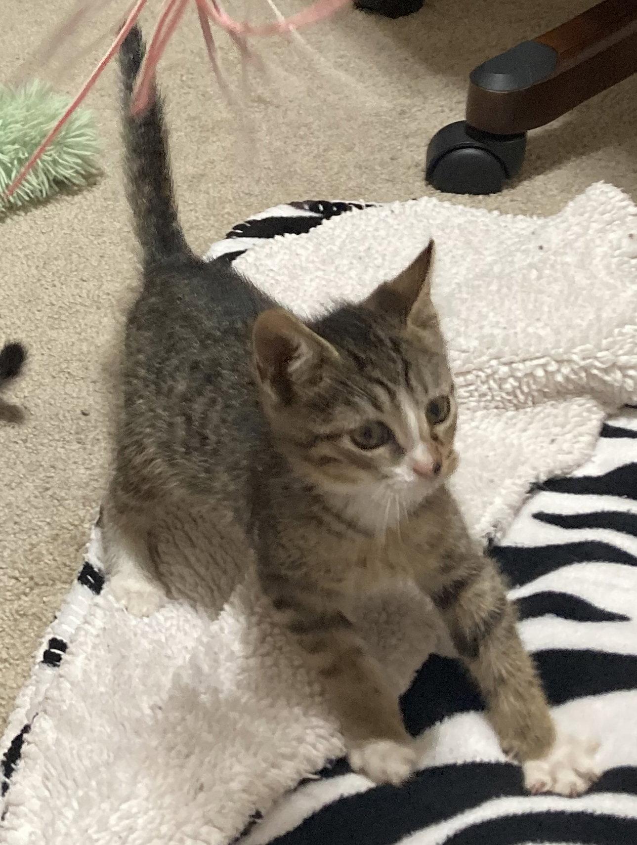 Enlarge Everest, a Adoptable Tabby in Stone Mountain, GA image 3/3