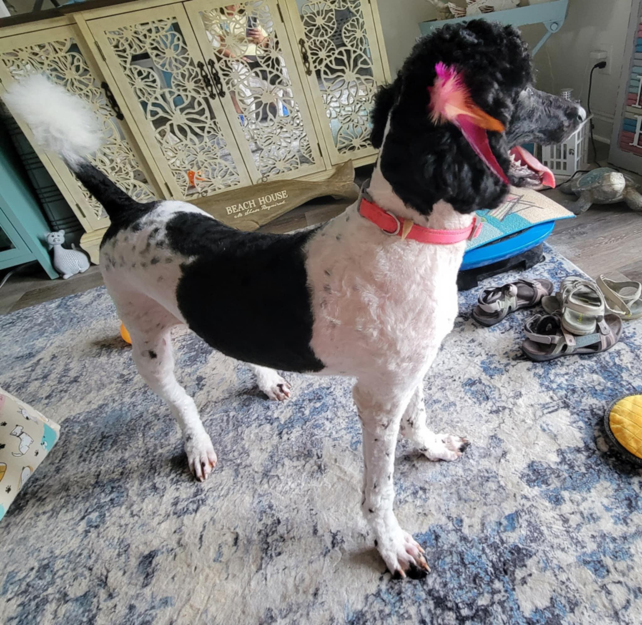 Hope & Haven-Precious Bonded Sisters!