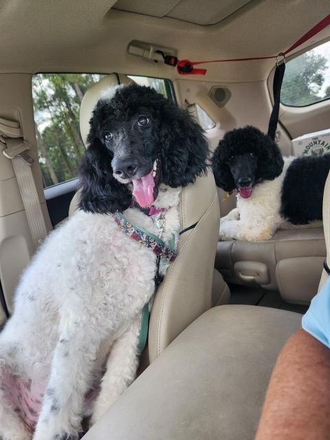 Hope & Haven-Precious Bonded Sisters!