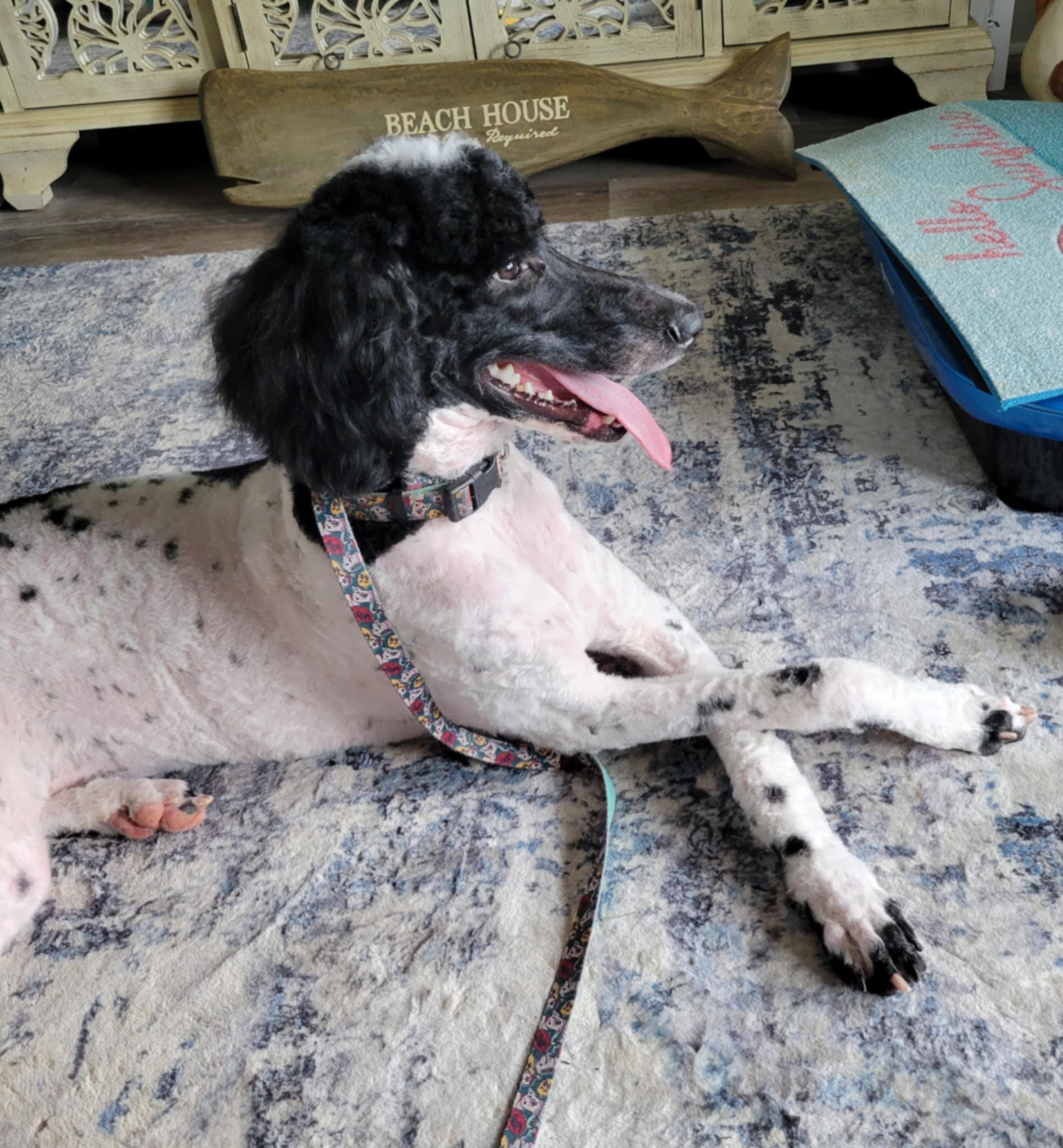 Hope & Haven-Precious Bonded Sisters!