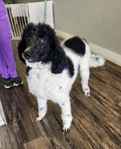 Hope & Haven-Precious Bonded Sisters!