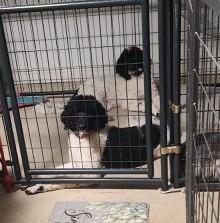 Hope & Haven-Precious Bonded Sisters!