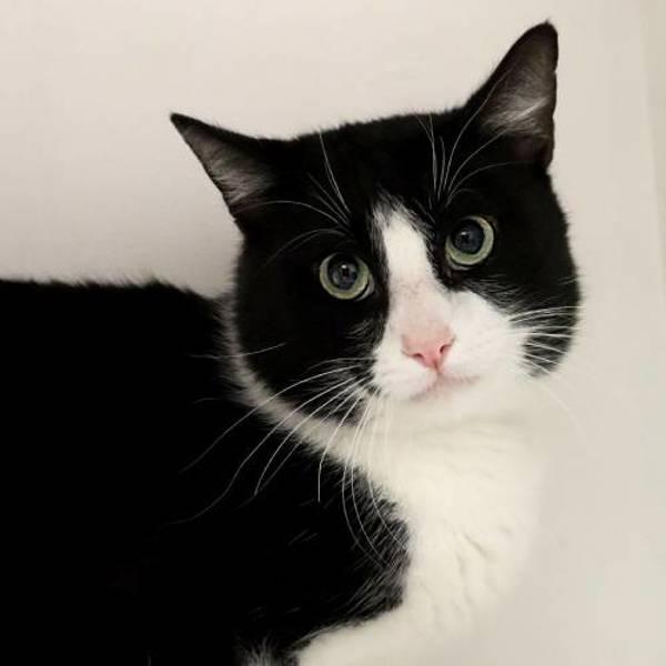 Enlarge Moby, a Adoptable mixed breed in Fort Davis, TX image 1/3