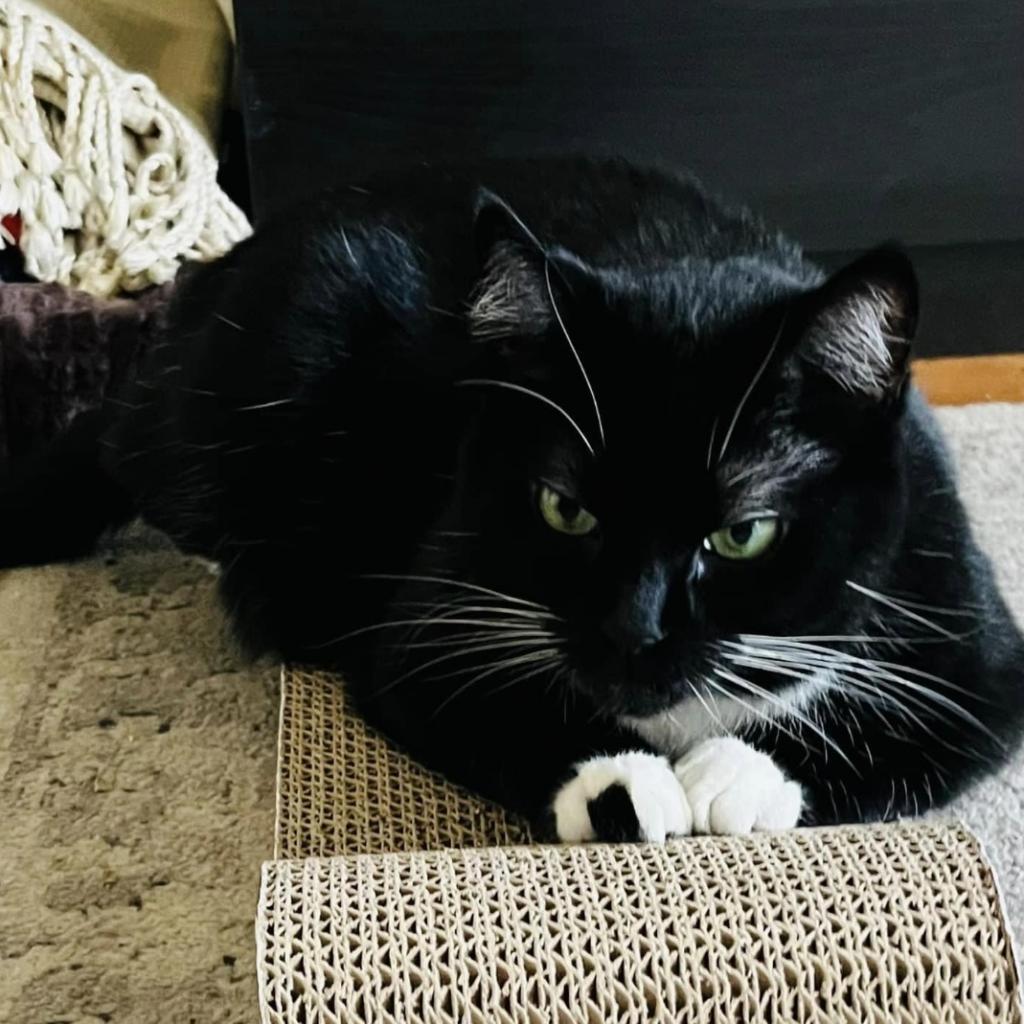 Jasmine 2023, a Adoptable Domestic Short Hair in Bensalem, PA image 1/3