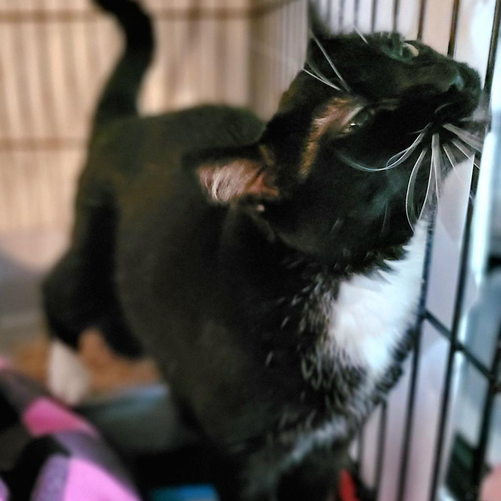 Jasmine 2023, a Adoptable Domestic Short Hair in Bensalem, PA image 1/3