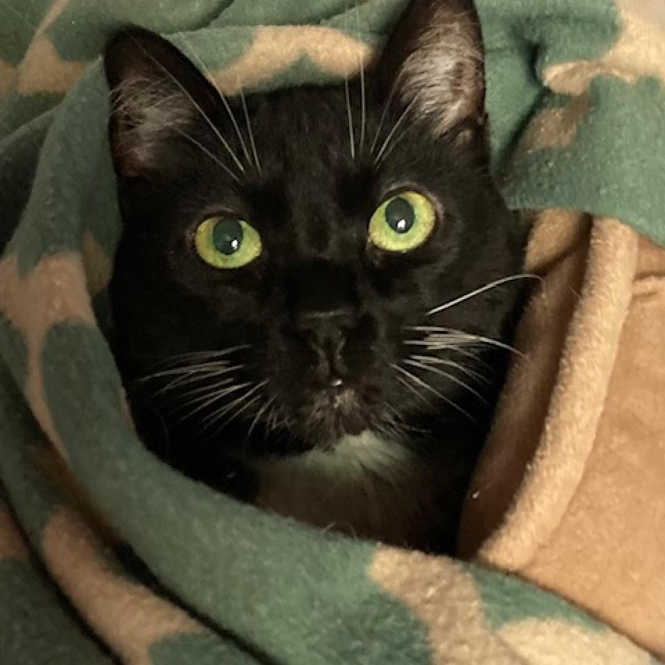 Jasmine 2023, a Adoptable Domestic Short Hair in Bensalem, PA image 2/3