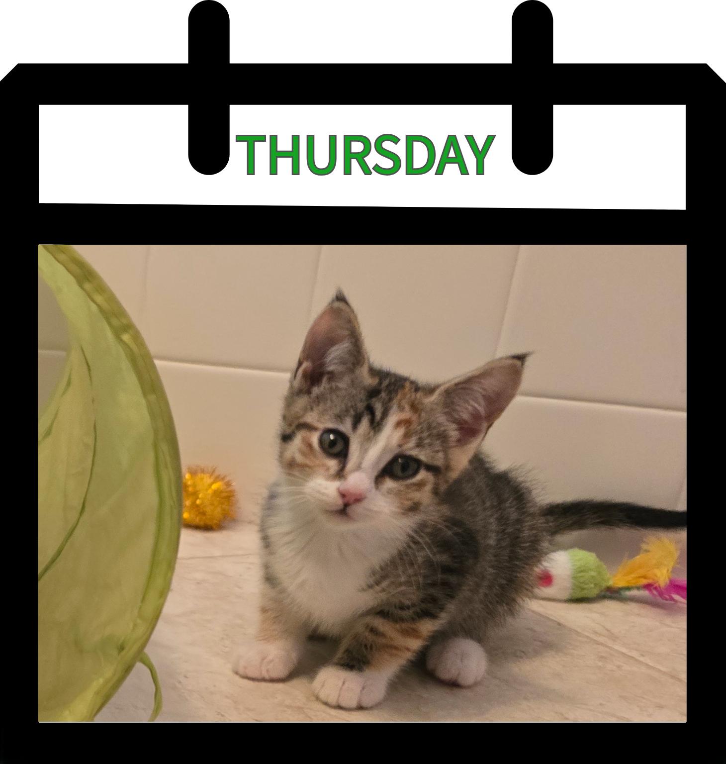 Enlarge Thursday, an adopted Domestic Short Hair in Newberg, OR image 1/1
