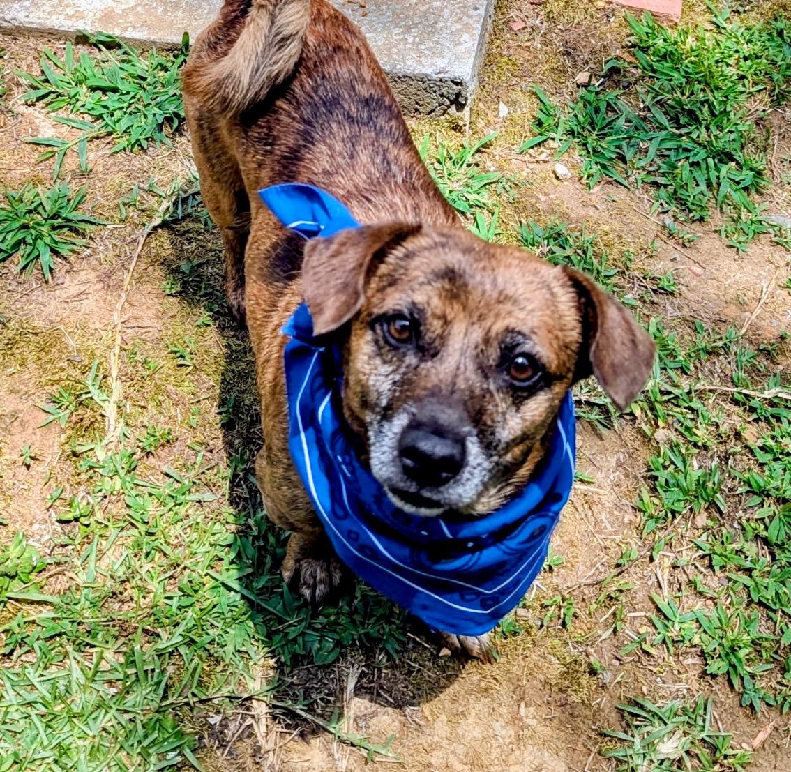 Enlarge Chance, a ADOPTABLE mixed breed in Joppa, AL image 3/3