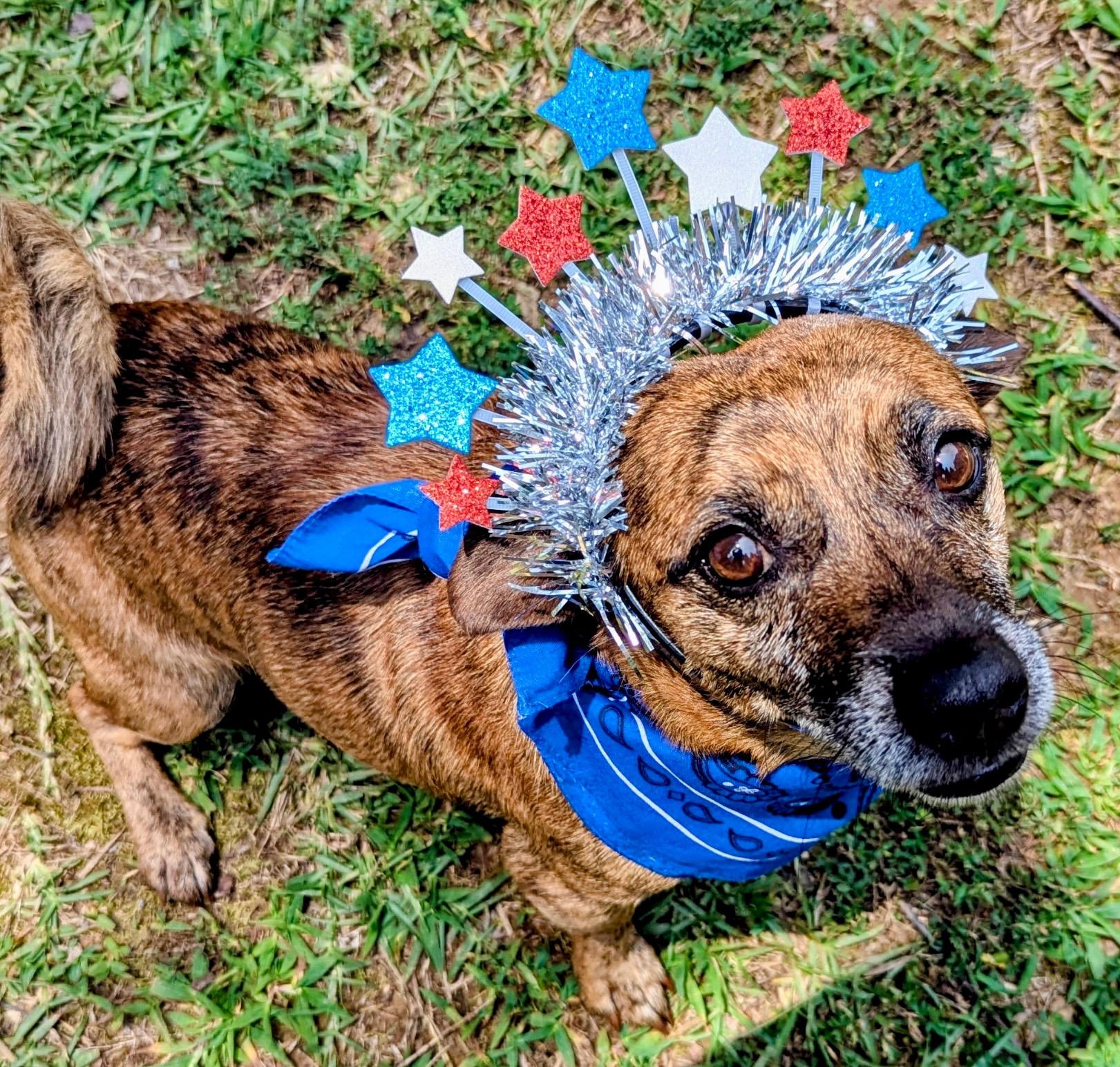Enlarge Chance, a ADOPTABLE mixed breed in Joppa, AL image 2/3