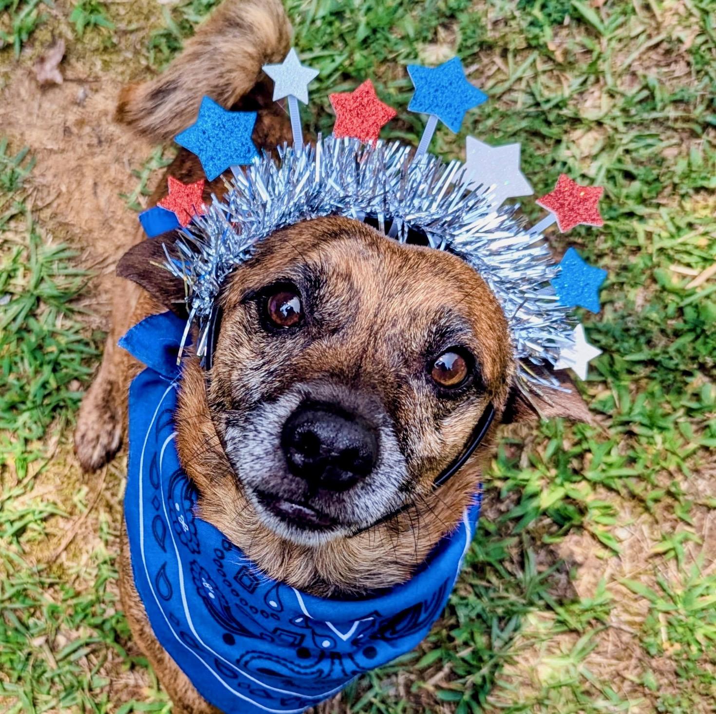 Chance, ADOPTABLE, Adult Male Dachshund.