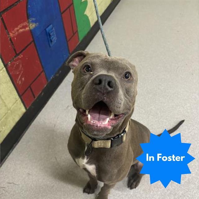 CRIMSON, Adoptable, Young Male Pit Bull Terrier & Mixed Breed.