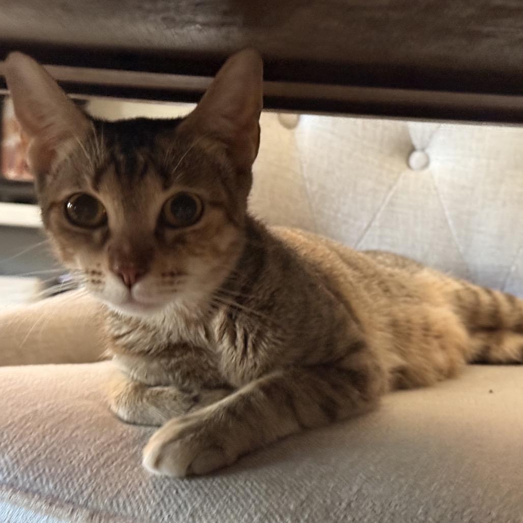 Enlarge Mama D, a Adoptable Domestic Short Hair in Missouri City, TX image 1/1