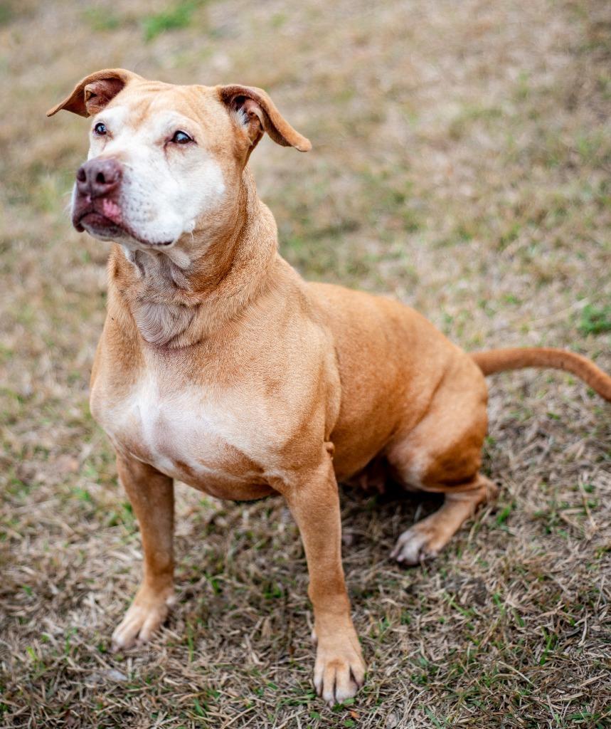 Enlarge Lettie Lettuce, a Adoptable Mixed Breed in Ocala, FL image 2/4
