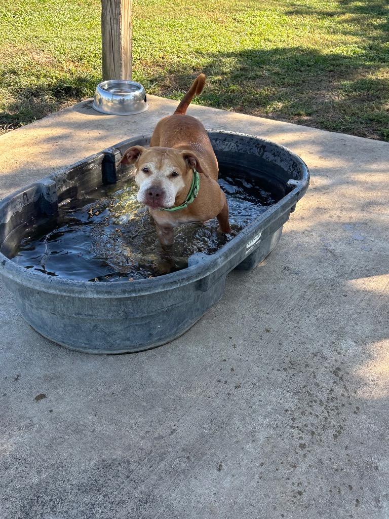 Enlarge Lettie Lettuce, a Adoptable Mixed Breed in Ocala, FL image 3/4