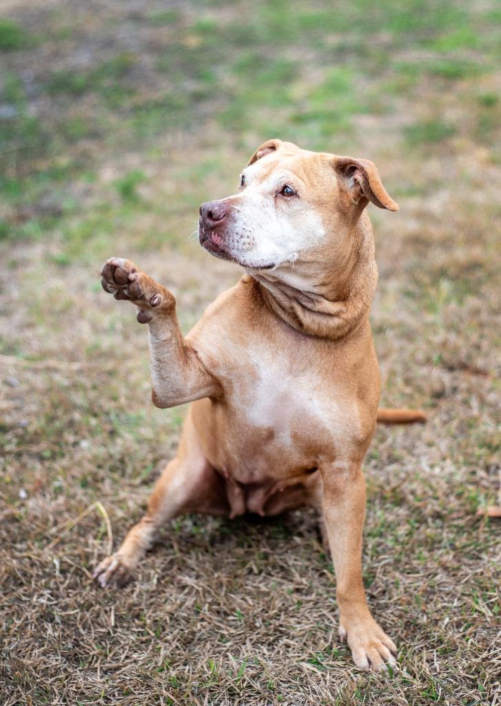 Enlarge Lettie Lettuce, a Adoptable Mixed Breed in Ocala, FL image 4/4