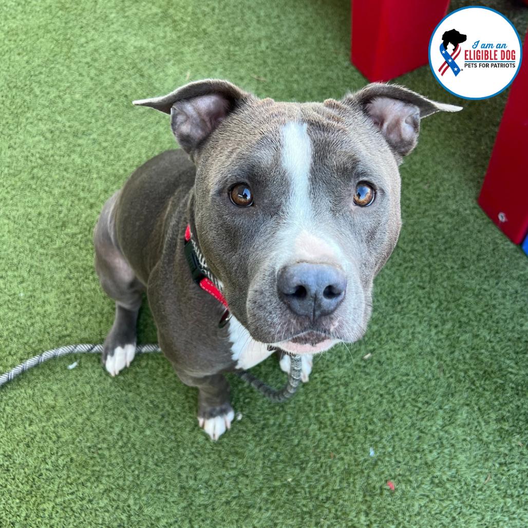 Enlarge Finley, a Adoptable Pit Bull Terrier in Apache Junction, AZ image 1/6