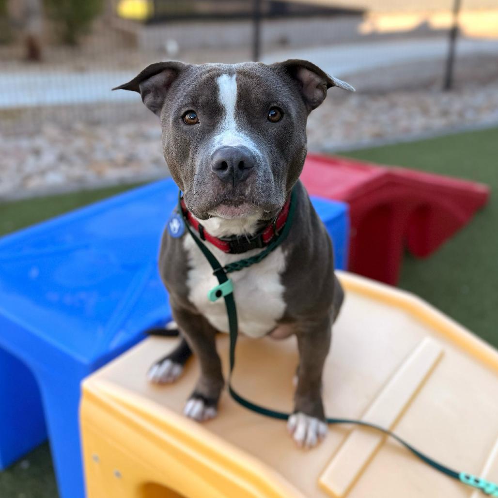 Enlarge Finley, a Adoptable Pit Bull Terrier in Apache Junction, AZ image 3/6