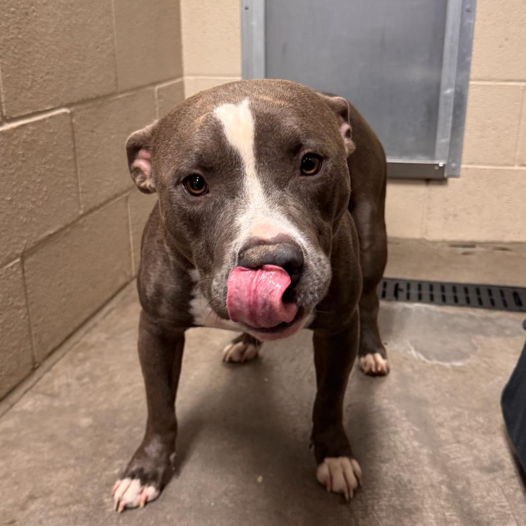 Enlarge Finley, a Adoptable Pit Bull Terrier in Apache Junction, AZ image 4/6