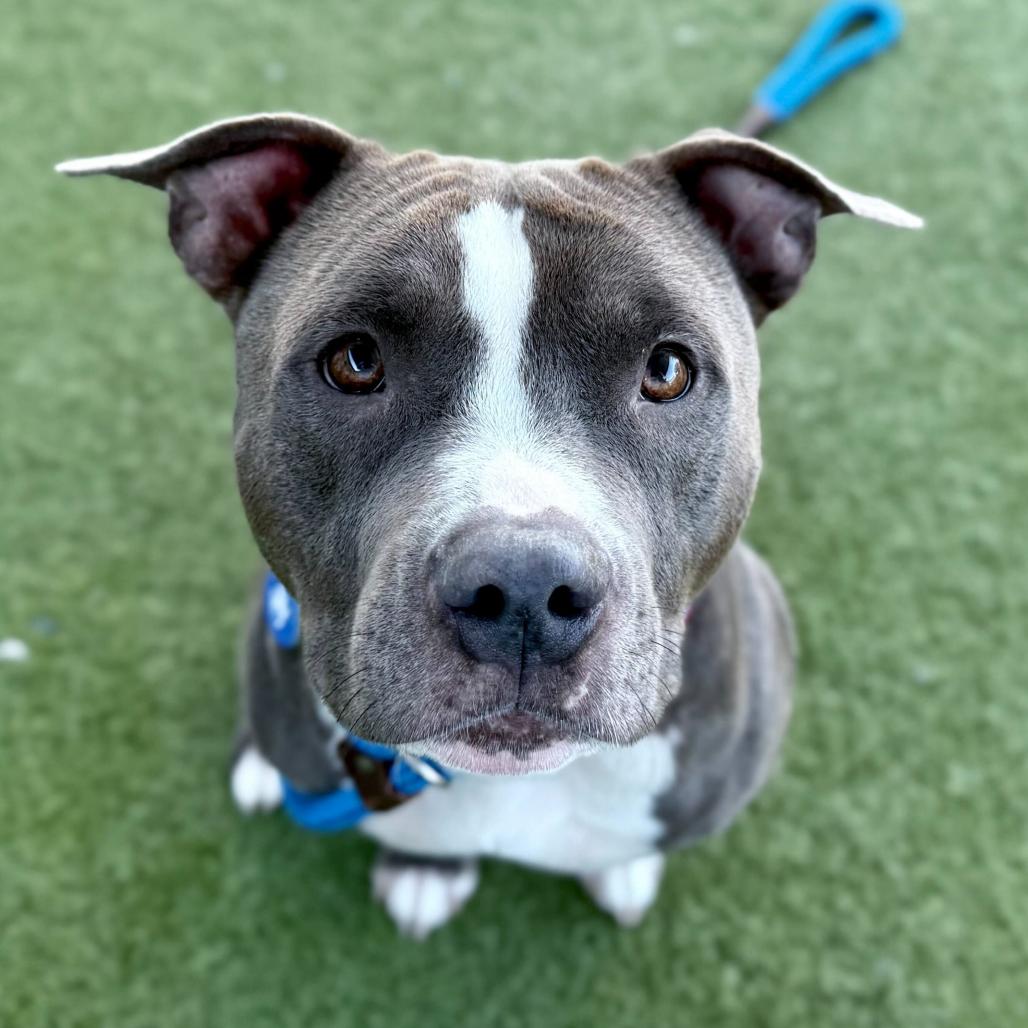 Enlarge Finley, a Adoptable Pit Bull Terrier in Apache Junction, AZ image 5/6