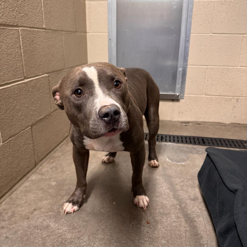 Enlarge Finley, a Adoptable Pit Bull Terrier in Apache Junction, AZ image 6/6