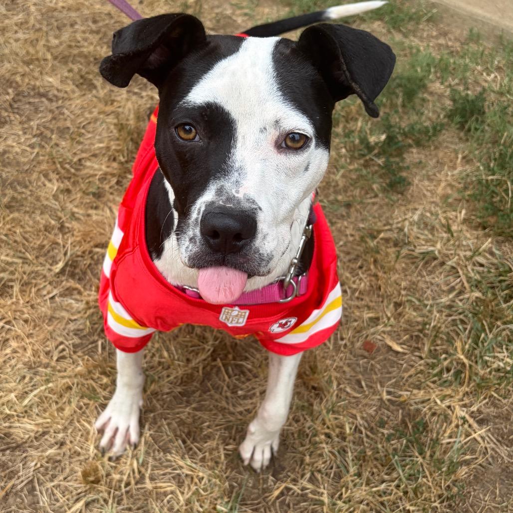 Myles, Adoptable, Young Male Pit Bull Terrier & Mixed Breed.