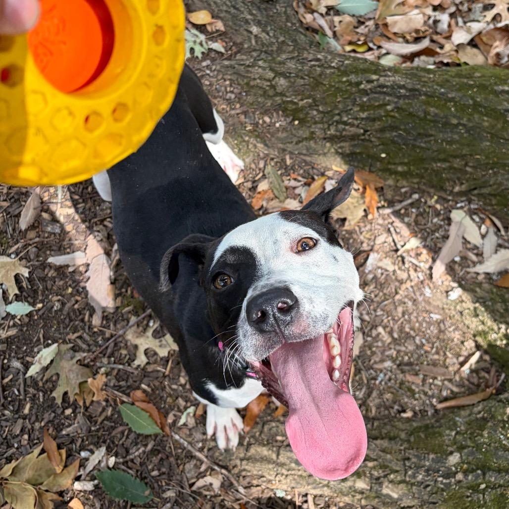 Enlarge Myles, a Adoptable mixed breed in Nashville, TN image 2/6