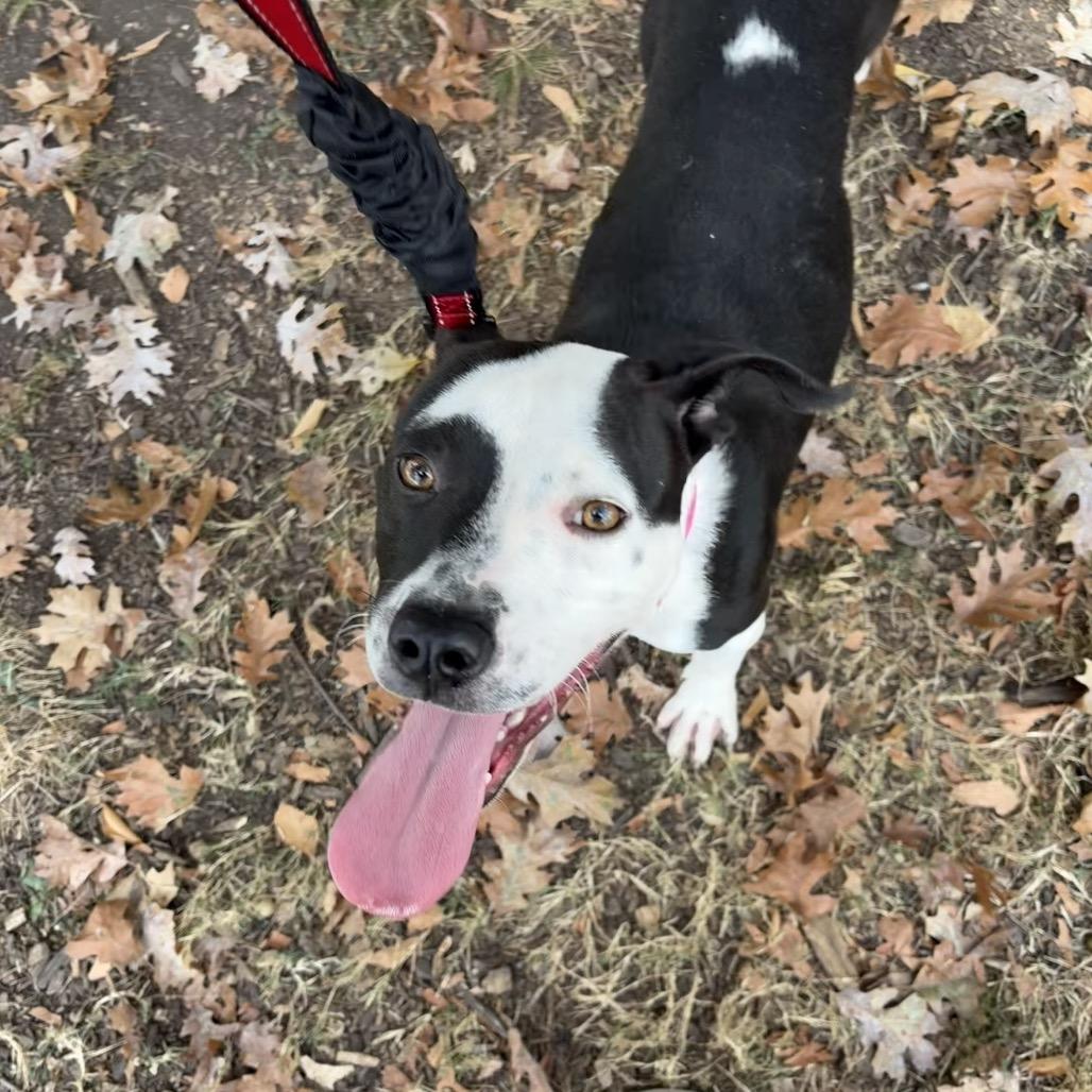 Enlarge Myles, a Adoptable mixed breed in Nashville, TN image 3/6