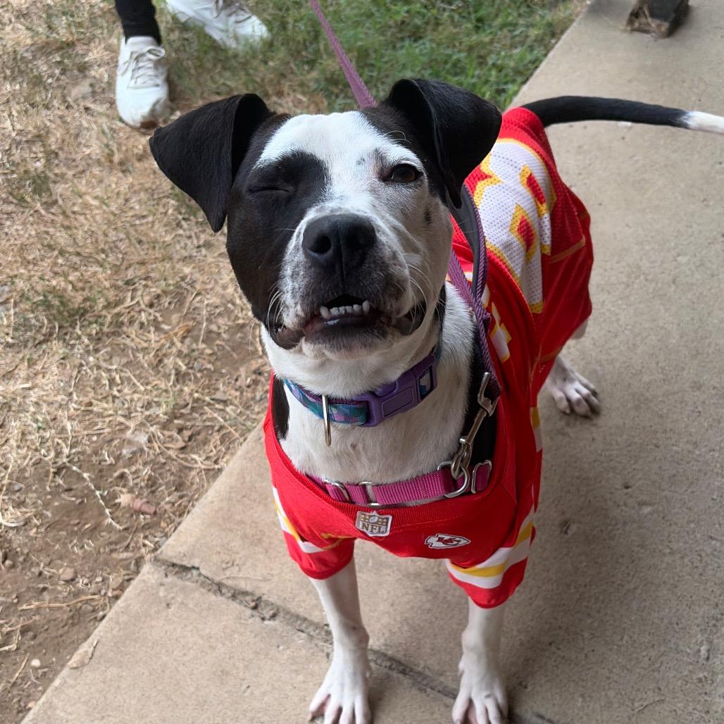 Enlarge Myles, a Adoptable mixed breed in Nashville, TN image 4/6