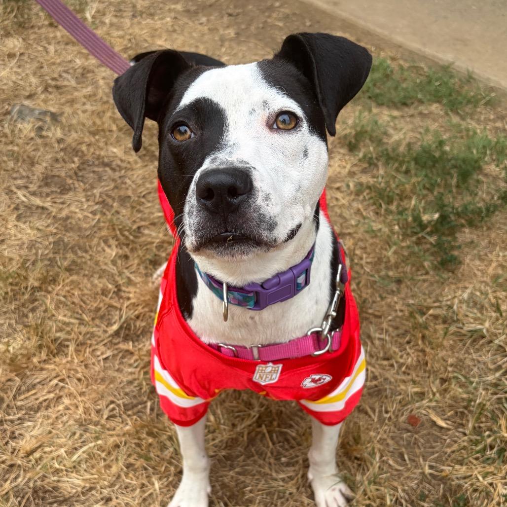 Enlarge Myles, a Adoptable mixed breed in Nashville, TN image 5/6