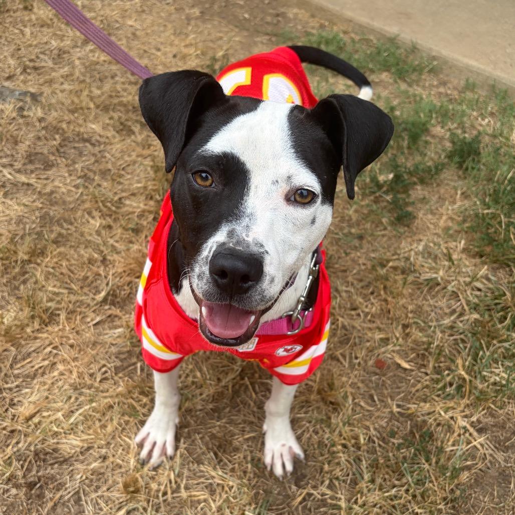 Enlarge Myles, a Adoptable mixed breed in Nashville, TN image 6/6
