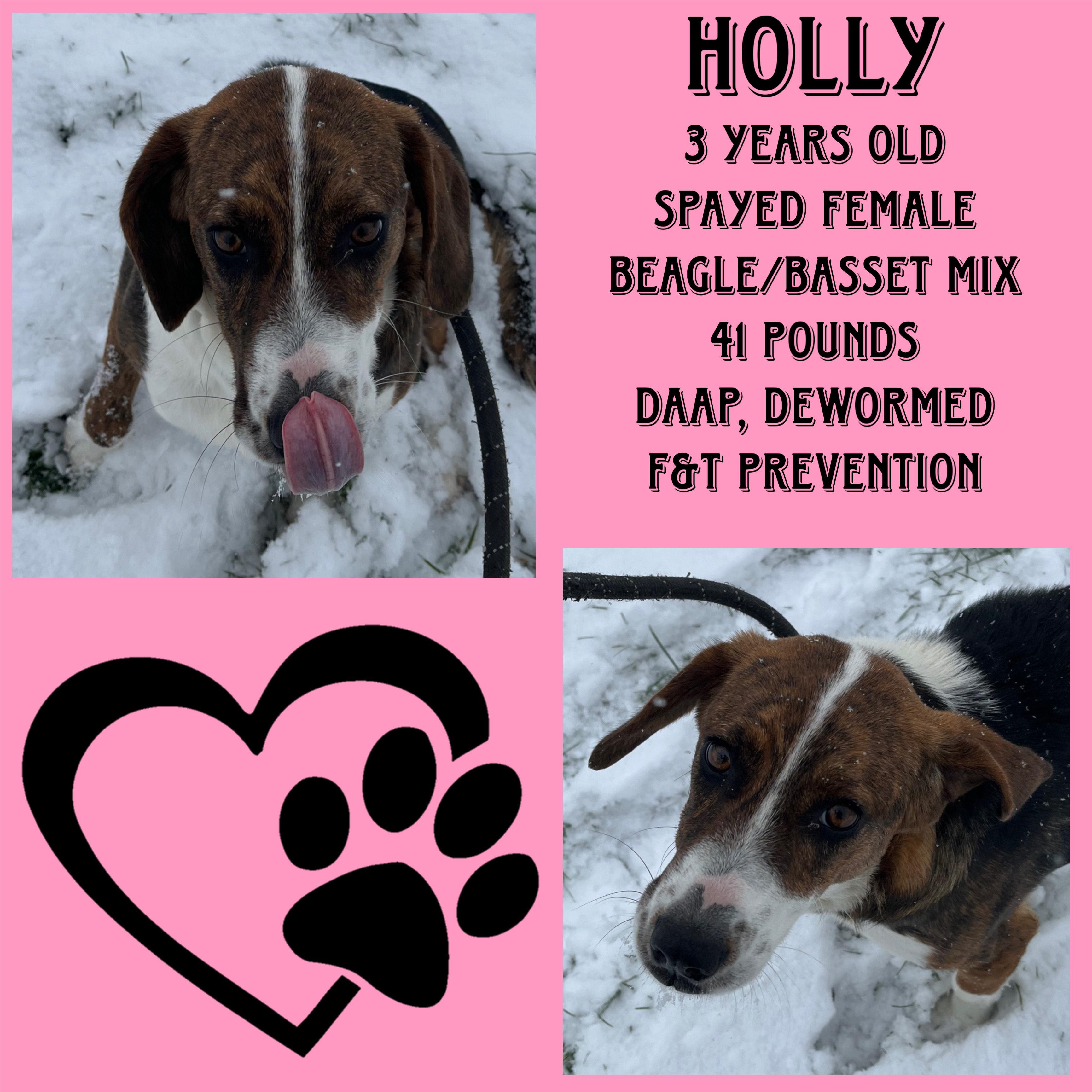 Enlarge Holly, a ADOPTABLE mixed breed in Cynthiana, KY image 1/1