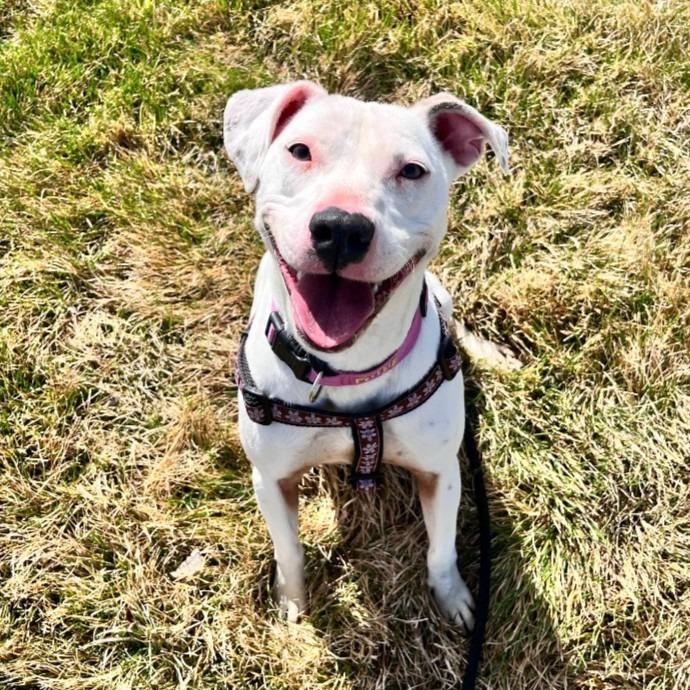 Enlarge Millie (Mary), a Adoptable mixed breed in Logan, UT image 1/3