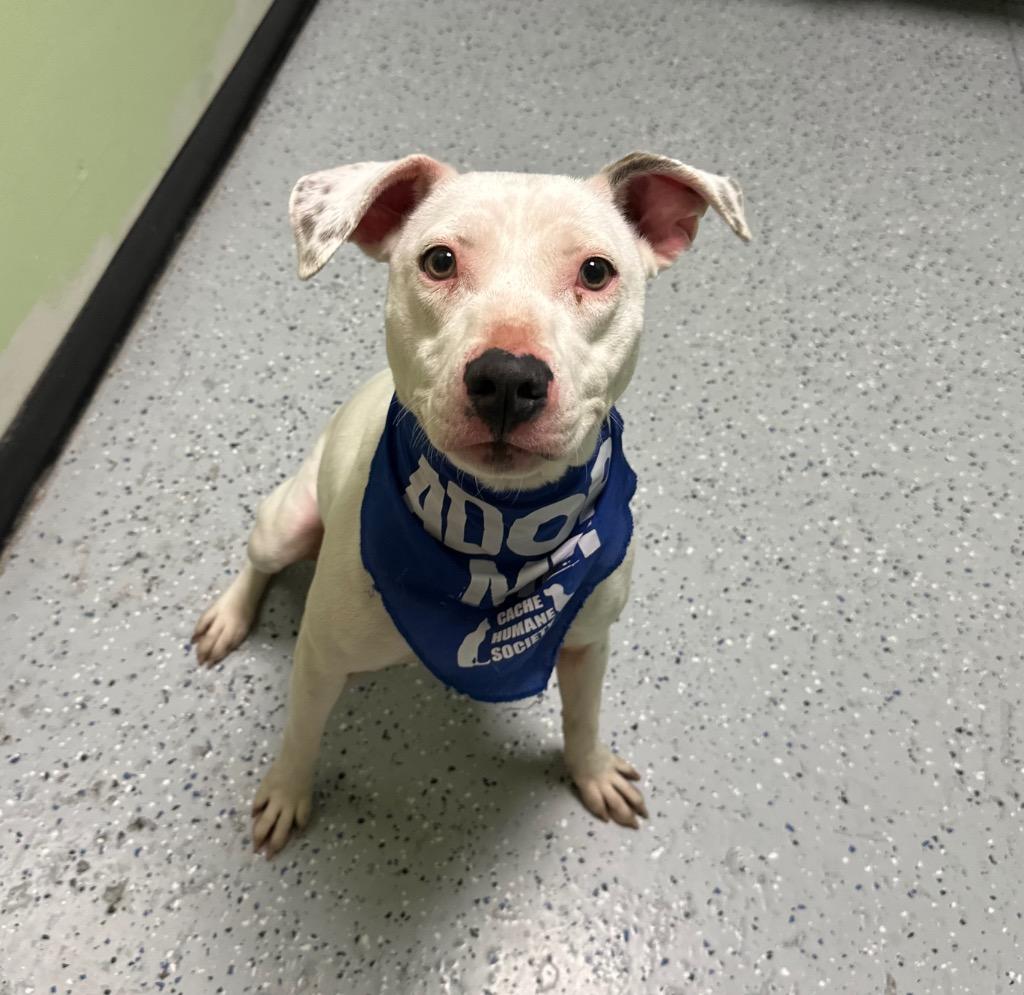 Enlarge Millie (Mary), a Adoptable mixed breed in Logan, UT image 2/3