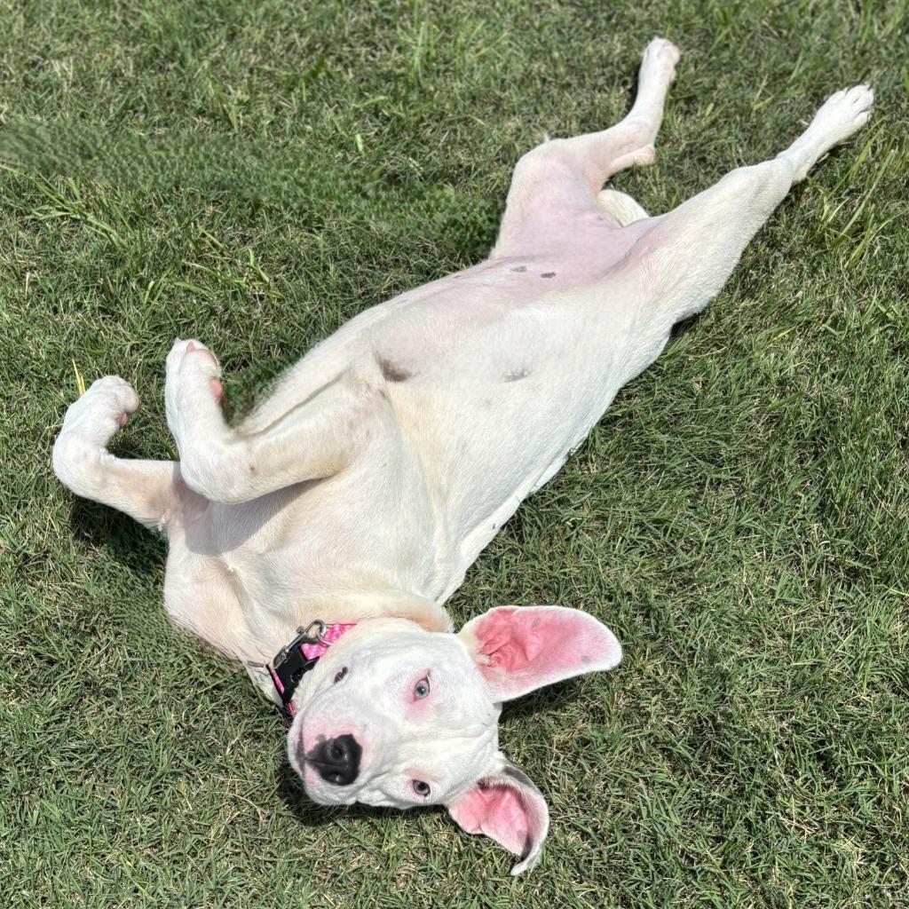 Enlarge Millie (Mary), a Adoptable mixed breed in Logan, UT image 3/3