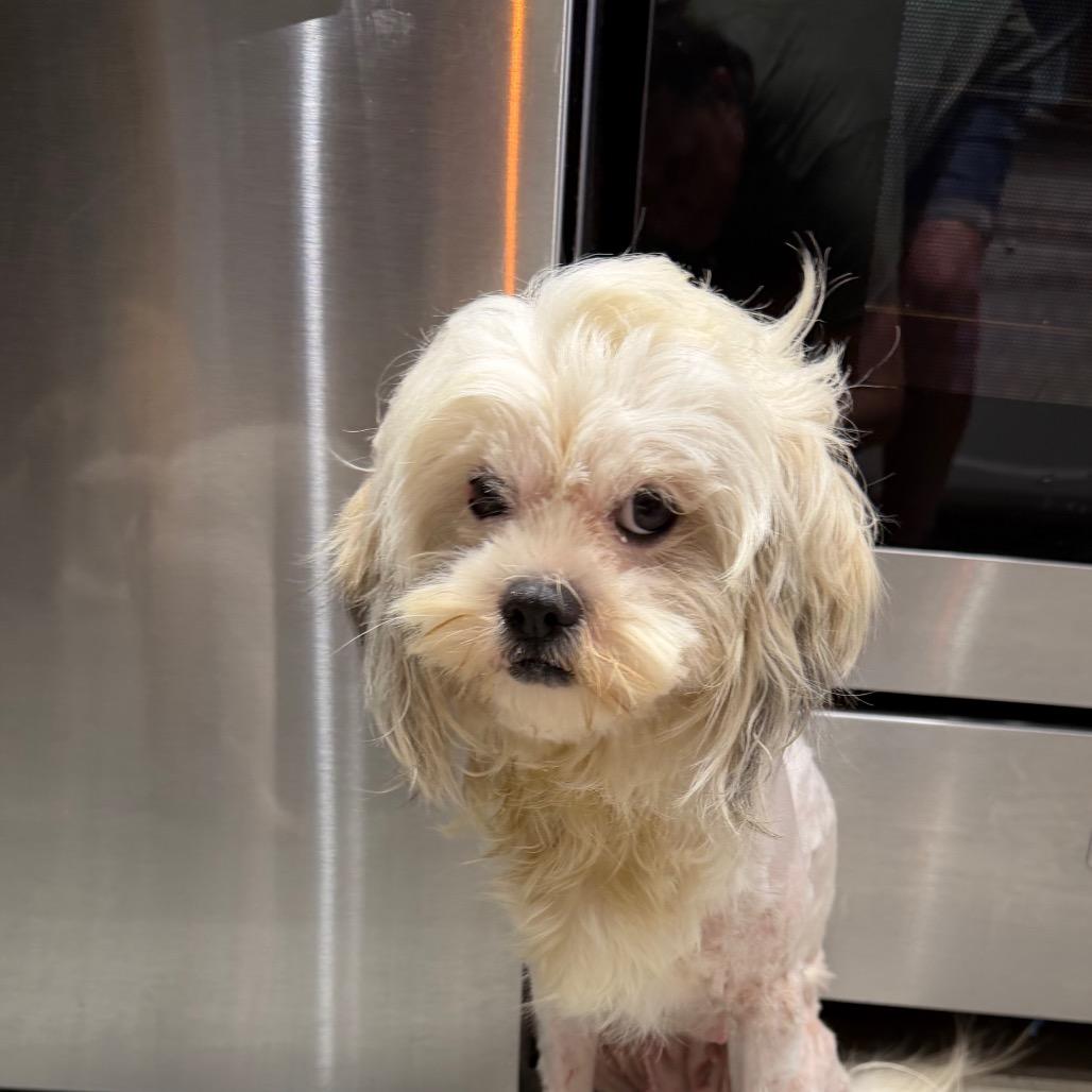 Patches, Adoptable, Young Female Maltese.